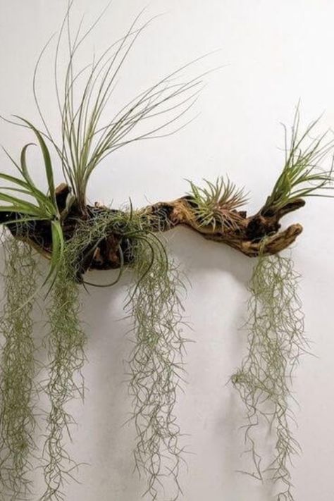 Air plants, also known as Tillandsia, are low-maintenance plants that require no soil to grow. They are a popular choice for home… Air Plant Art, Takken Decor, Air Plants Diy, Air Plant Garden, Plant Display Ideas, Air Plants Decor, Tanaman Pot, Driftwood Art Diy, Plantas Bonsai