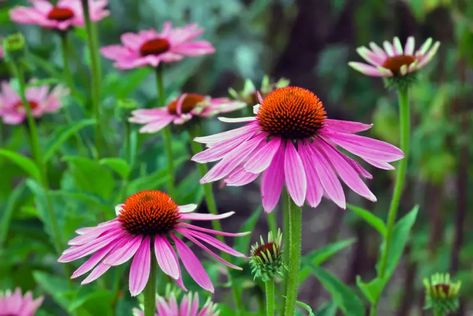 Best Plants for Morning Shade and Afternoon Sun - Garden Lovers Club Echinacea Angustifolia, Easy Perennials, Long Stem Flowers, Sun Loving Plants, Gladioli, Echinacea Purpurea, Easy Care Plants, Replant, Flowers Garden