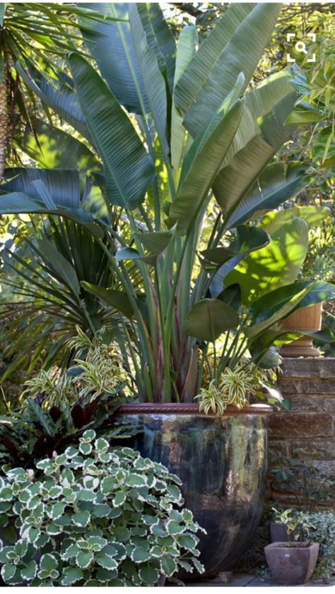 Bird of paradise Tropical Backyard Landscaping, Bali Garden, Balinese Garden, Cheap Landscaping Ideas, Tropical Garden Design, Tropical Backyard, Garden Containers, Bird Of Paradise, Tropical Landscaping