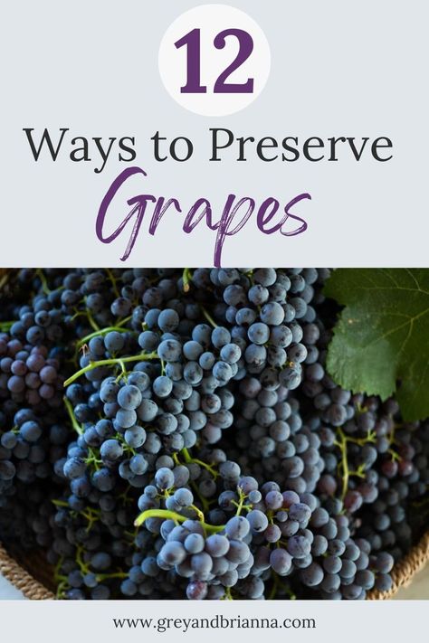 Concord grapes Preserve Grapes, Concord Grape Wine Recipe, Can You Freeze Grapes, City Homestead, Concord Grape Recipes, Grape Wine Recipe, Grape Jam Recipe, Homemade Grape Juice, Grape Juice Recipe