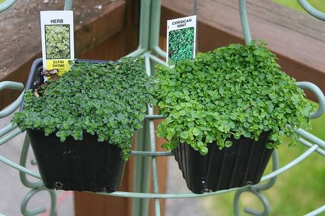 Elfin Thyme and Corsican Mint texture - perfect for bare feet ... Elfin Thyme, Lawn Replacement, Corsican Mint, Corner Landscaping, Plant Obsession, Bbq Garden, Thyme Plant, Outdoor Landscape Design, House Gardening