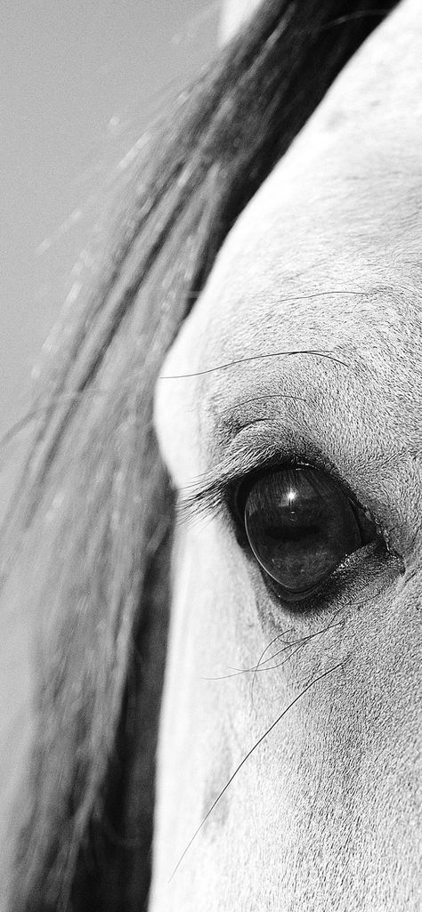 Download free HD wallpaper from above link!
#bigeyes #horse #eye #white #hair #mane #animal Horse Hd Wallpapers, Iphone Wallpaper Country, Wallpaper Country, Iphone Screen Savers, Silk Screen Art, Cute Screen Savers, Iphone Wallpaper 4k, Horse Eye, Screen Savers Wallpapers