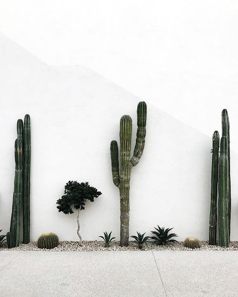 Indoor Cactus Plants, Surf Aesthetic, Tanaman Indoor, Drink Shop, Indoor Cactus, Interior Plants, Cactus Garden, Cactus Flower, Alam Semula Jadi