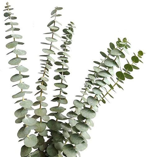 AmazonSmile: Dried Real Eucalyptus Branches 12 Stems, Natural Eucalyptus Leaves for Arrangement Wedding Home Decor: Kitchen & Dining Eucalyptus Bouquet, Dried Lavender Flowers, Feuille Eucalyptus, Fresh Eucalyptus, Dried Eucalyptus, Wedding Home Decor, Eucalyptus Branches, Artificial Boxwood, Flowers Delivered