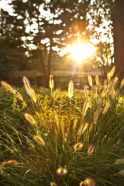 Oehme, van Sweden Hamptons Garden Garden Design Calimesa, CA Hamptons Garden, Sunrise Tattoo, Hampton Garden, Sunrise Colors, Growing Grass, Interior Design Themes, Free Photography, Ornamental Grasses, Free Hd Wallpapers