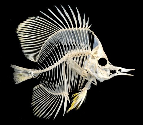 Copperband Butterflyfish (Chelmon rostratus) http://excalculus.tumblr.com/post/140196205583/butterflybones Fish Anatomy, Sepeda Retro, Skull Reference, Skeleton Anatomy, Fish Skeleton, Butterfly Fish, Animal Skeletons, Vulture Culture, Drawing Simple