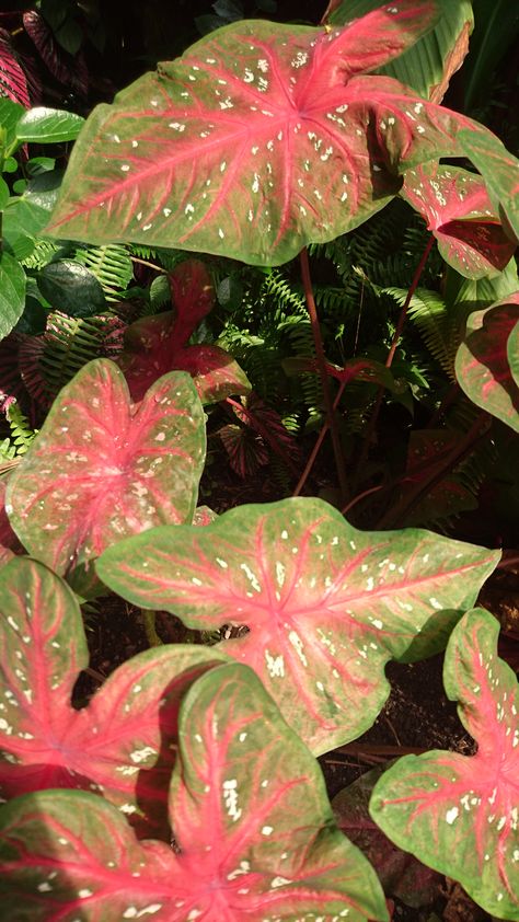 The Eden Project - Green and Pink Leaves Green And Pink Nature Aesthetic, Pink And Green Plant Aesthetic, Light Pink Dark Green Aesthetic, Plant Goddess, Oc Claims, Pink Green Aesthetic, Pink And Green Aesthetic, Dark Green And Pink, Green Homescreen