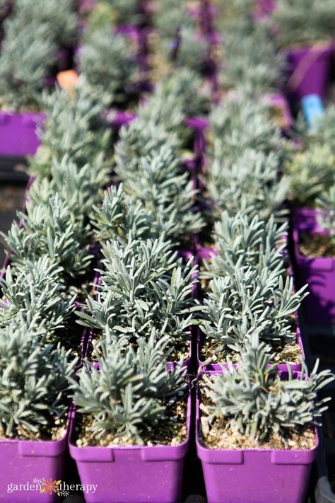 How to Propagate Lavender for Endless Blooms - Garden Therapy Lavender Cuttings, Propagate Lavender, Lavender Plant Care, Potting Ideas, How To Propagate Lavender, Lavender Plants, Lavender Crafts, Herb Shop, Plant Tips