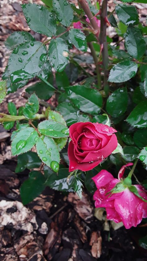 "We can complain because rose bushes have thorns, or rejoice because thorn bushes have roses." - Abraham Lincoln Thorn Bush, Watercolor Negative Painting, Bush Flowers, Negative Painting, Store Aesthetic, Fruit Bushes, Rose Thorns, Rose Bushes, Rose Bush