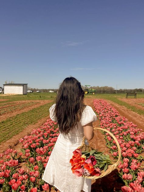 Tulips Farm Photoshoot, Texas Tulips Photoshoot, Tulip Picking Aesthetic, Pictures In Tulip Fields, Tulip Farm Photoshoot Friends, Tulip Field Photo Ideas, Tulip Field Photoshoot Photo Ideas, Tulips Pictures Ideas, Tulip Farm Poses