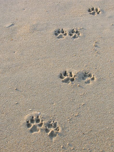 My husband took this picture of dog prints in the sand on the beach while we were at the Outer Banks. Beach With Dog Pictures, Dog On Beach Aesthetic, Dogs Vision Board, Neutral Dog Aesthetic, Beach Dog Aesthetic, Dog Pictures Aesthetic, Dog Beach Pictures, Dog Vision Board, Dog In Beach