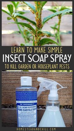 Bug Spray For Plants, Aphid Spray, Homemade Organic Soap, Pest Spray, Plant Bugs, Plant Insects, Insect Spray, Garden Remedies, Organic Pest Control