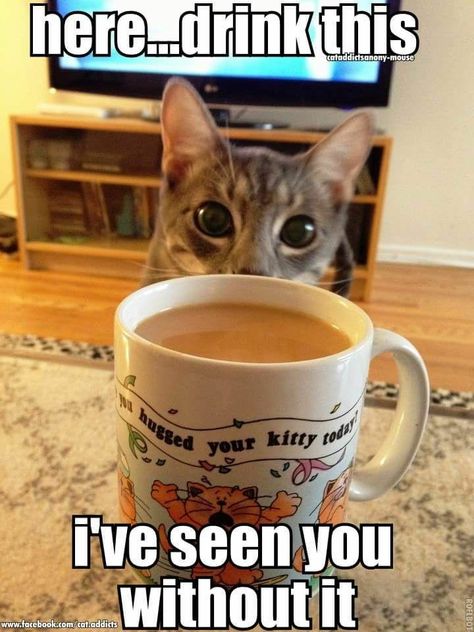 Here Drink This...I've Seen You Without It ;)☕ Kaffe Humor, Funny Cat Compilation, Cat Quotes, Funny Cat Memes, Funny Animal Memes, Funny Animal Pictures, Coffee Quotes, Coffee Humor, Animal Memes