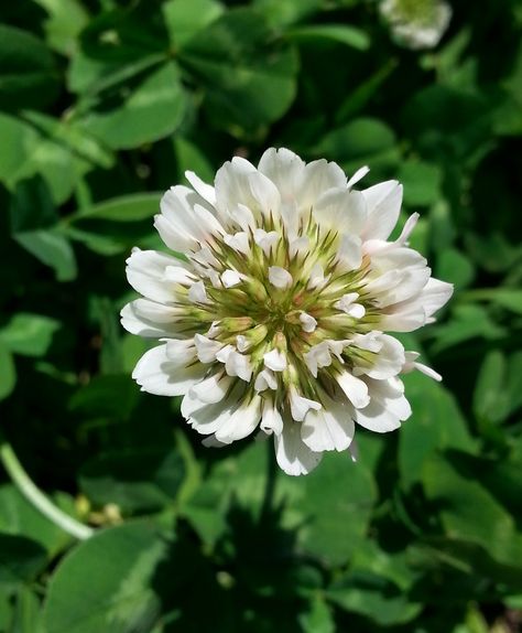 My Solace, White Clover, Cells And Tissues, Clover Flower, Wild Harvest, Wild Edibles, White Garden, Wild Food, White Gardens