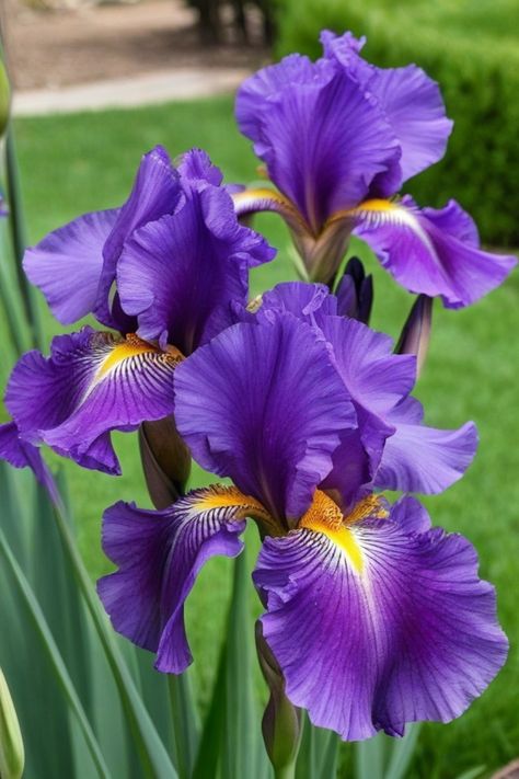 Discover the best tips on how to grow iris bulbs in your garden and add a splash of vibrant color! Learn about the ideal conditions, proper planting techniques, and essential care routines for these stunning flowers. Whether you're a seasoned gardener or just starting out, growing iris bulbs can be a rewarding experience. With their varied colors and elegant blooms, irises are sure to elevate your garden's beauty. Iris Wedding Bouquet, Iris Flowers Garden, Iris Plant, Diningroom Ideas, Planting Techniques, Iris Bulbs, Cottage English, Purple Iris Flowers, Iris Wedding