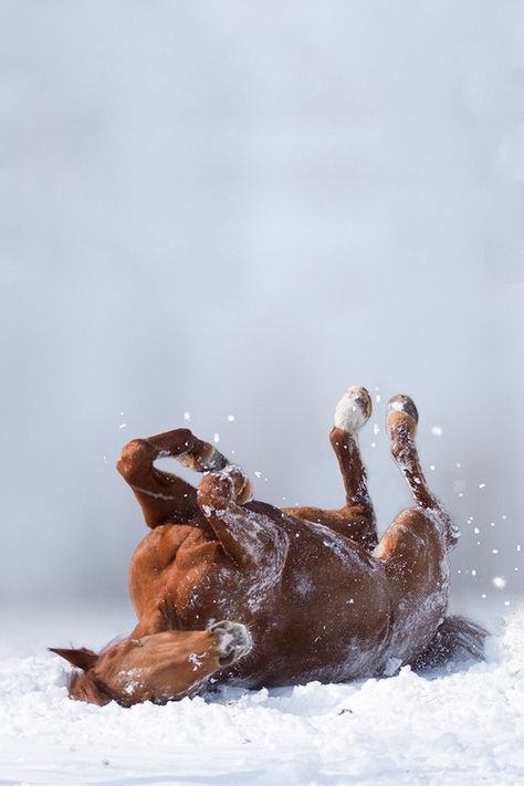 Cai Sălbatici, Rasy Koni, Beautiful Horse Pictures, Horse Aesthetic, Work Horses, Majestic Horse, Brown Horse, All The Pretty Horses, Cute Horses