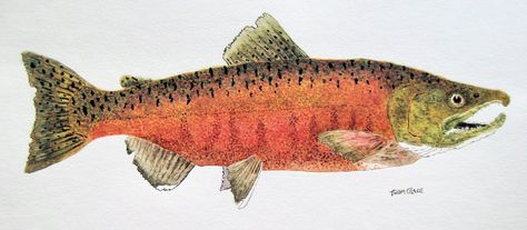 Daily Painters of Pennsylvania: Watercolor Study of a Chinook Salmon Salmon Drawing, Salmon Tattoo, Chinook Salmon, Watercolor Study, Fish Artwork, King Salmon, Salmon Fish, Watercolor Projects, Fish Drawings