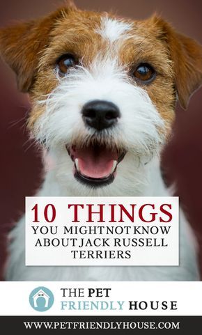 Parson Jack Russell Terrier Dogs, Parsons Jack Russell Terrier, Parsons Russell Terrier, Parson Russell Terrier Puppy, Parson Russell Terriers, Jack Terrier, Fluffy Dog Breeds, Parson Jack Russell, Big Fluffy Dogs