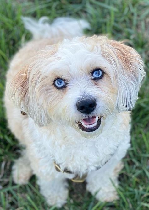 Aussiechon puppy Aussiechon Dog, Australian Shepard Haircut Styles, Shichon Full Grown, Best Hypoallergenic Dogs, Australian Shepherd Mixed With Poodle, Designer Dogs Breeds, Miniature Australian Shepherd, Dog Haircuts, Designer Dog