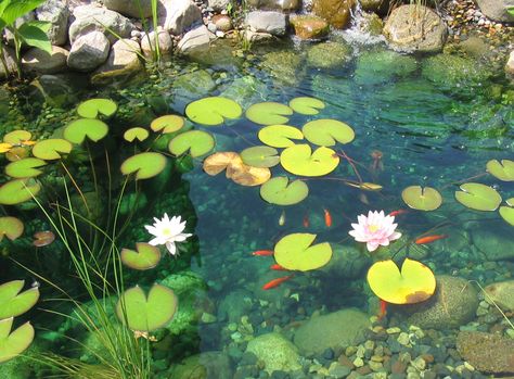 Koi pod with lily pads Lily Pads Reference, Lily Pad Pond Aesthetic, Pond Lily Pads, Lilypad Pixel Art, Lily Pad Aesthetic, Pond Reference, Lilypad Aesthetic, Lily Pads Aesthetic, Koi Pond Aesthetic