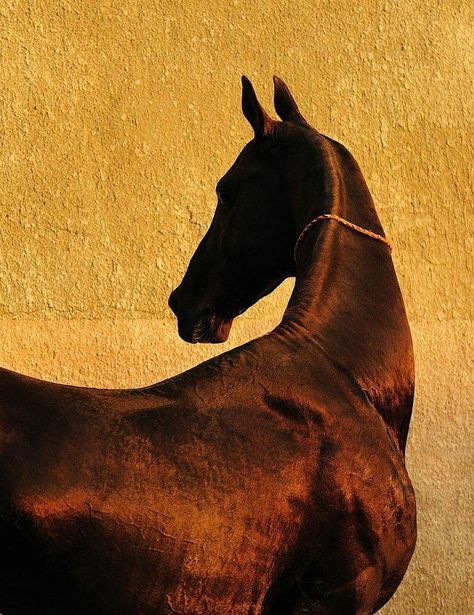 Akhal Teke, Horse Aesthetic, Tableau Art, Wild Horse, Arte Inspo, Horse Photography, Horse Girl, Horse Art, Zebras