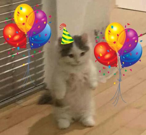 Celebrating Reaction Pic, Happy Birthday Cat Meme, Happy Bday Meme, Birthday Reaction Pic, Birthday Pfp, Happy Bday Cake, Cat Birthday Memes, Happy Birthday Funny Humorous, Meme Party