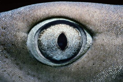 Eye of Whitetip Reef Shark (Triaenodon obesus), Cocos Island, Costa Rica - Pacific Ocean. Jaws 3, Leopard Shark, Types Of Sharks, Shark Skin, Eye Close Up, Shark Bait, Cocos Island, Reef Shark, Tiger Shark