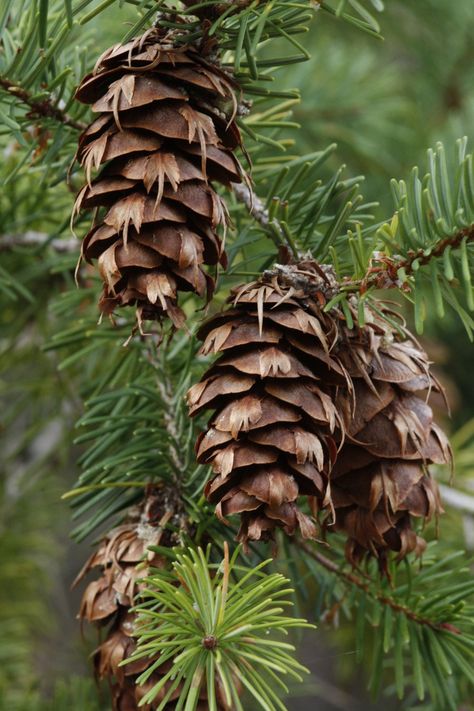 Douglas-firs are medium-size to extremely large evergreen trees, 20-100 metres (70-330 feet) tall (although only Pseudotsuga menziesii var. menziesii, common name coast Douglas-firs, reach heights near 100 m) and up to 2.4 m (8 ft) in diameter.  The largest coast Douglas-firs regularly live over 500 years, with the oldest specimens living for over 1,300 years. Rocky Mountain Douglas-firs, found further to the east,are less long-lived, usually not exceeding 400 years in age. Features:   ✅ Organic Douglas Fur, Pseudotsuga Menziesii, Douglas Fir Tree, Fur Tree, Pine Cone Art, Tree Identification, Table Scapes, Evergreen Trees, Fir Tree