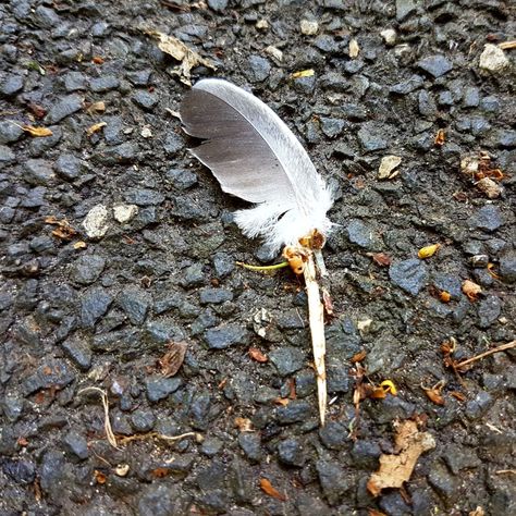 Grey and White mixed feather: meaning - Awakening State Pigeon Feather Meaning, Grey And White Feather Meaning, Grey Feather Spiritual Meaning, Black And White Feather Meaning, Finding Feathers Meaning, Gray Feather Meaning, Brown Feather Meaning, Grey Feather Meaning, Black Feather Meaning