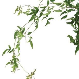 Dryad Aesthetic, Tree Nymph, Jasmine Vine, Flower Board, Jasmine Plant, Flower Guide, Jasmine Flower, Flower Names, Green Spring