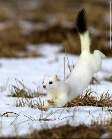 Otters are the most amazing creatures; they give unconditional love. White Otter, Heart Explosion, Woodland Trust, Cute Animal Tattoos, Snow Animals, Tattoo Nature, Albino Animals, Animals Amazing, Animal Study