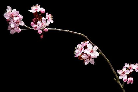 Flowering pink Cherry flowers on black background. Opening Sakura flowers on branches Cherry tree at spring. Flowers On Branches, Flowers On Black Background, Cherry Flowers, Sakura Flowers, Sakura Tree, Sakura Flower, Pink Cherry, Cherry Tree, Flowering Trees