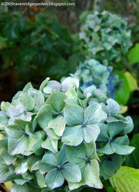 teal flowers Teal Hydrangea, Balboa Park Wedding, Confectionary Art, Color Inspiration Boards, Teal Flowers, Teal Wedding, Plant Identification, Shades Of Teal, Most Beautiful Flowers