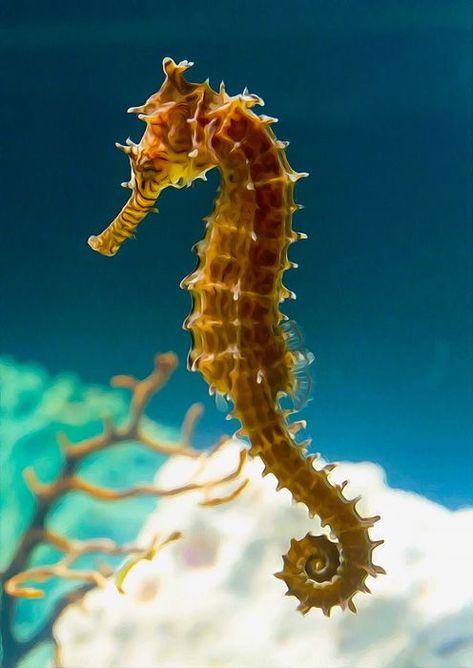 Aesthetic Seahorse, Seahorse Aesthetic, Seahorse Photography, Drawing Seahorse, Mammals Animals, Seahorse Drawing, Tattoo Fish, Colorful Seahorse, Seahorse Tattoo