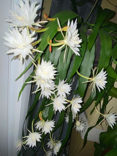 Night Queen Flower, Queen Of The Night Flower, Flower Garden Pictures, House Plants Hanging, Peaceful Garden, Plants Hanging, Goth Garden, Orchid Cactus, Queen Of The Night