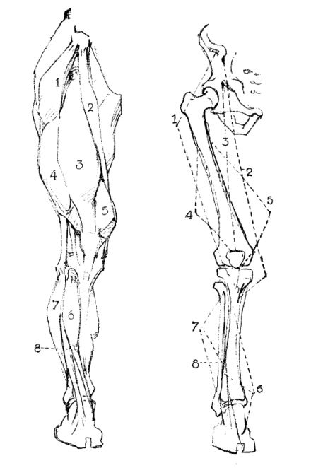 Pelvis Reference Drawing, Pelvis Reference, Bridgeman Anatomy, Bridgman Anatomy, Constructive Drawing, Constructive Anatomy, Leg Muscles Anatomy, Muscle Study, George Bridgman