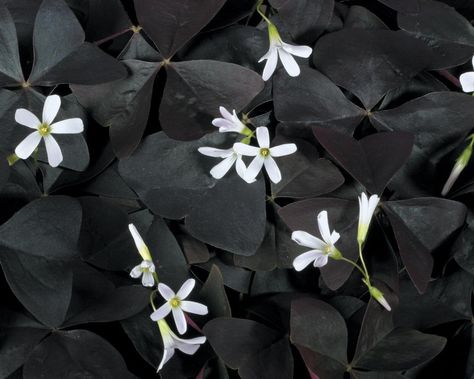 Oxalis Charmed Velvet, planted these this year Garden Design Ideas On A Budget, Plantarea Legumelor, Oxalis Triangularis, Goth Garden, Black Thumb, Gothic Garden, Green Things, Midnight Garden, Black Garden