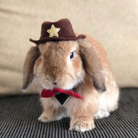 "The hat is very light weight and comfortable to wear for bunny rabbits. 🤠 Hat sizing: 🔹Inner diameter of 6cm (2.4\") Outer diameter including the brim is 10cm (4\") Fits young mini lop bunny, small cat, very small dog, etc 🔹Inner diameter of 7cm (2.8\") Outer diameter including the brim is 11cm (4.3\") Fits lop rabbit, cat, small dog, etc The elastic band for the hat is available in 2 styles: 🔻Earloops The hat is attached with 2 elastic bands at the base part. Suitable for lop bunny rabbit. Bunny Wearing Clothes, Mini Lop Bunny, Lop Bunny, Lop Rabbit, Very Small Dogs, Pet Bunny Rabbits, Mini Lop, Cat Small, Pet Bunny