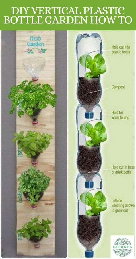 Using plastic bottles for gardening is an easy and sustainable way of gardening. This method, often referred to as "bottle gardening" or "bottle recycling gardening," involves repurposing plastic bottles as plant containers to create a mini garden. It's an innovative and eco-friendly approach that can work well for small spaces, balconies, windowsills, and even vertical gardens. Plastic Bottle Garden, Jardim Diy, Diy Plastic Bottle, Vertical Garden Diy, Bottle Garden, Hydroponic Gardening, Diy Garden Projects, Garden Art Diy, Plastic Bottle