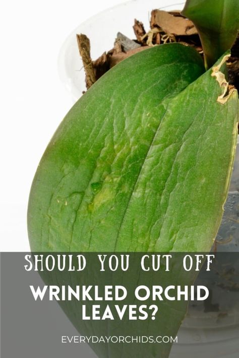 Orchid Leaves Wrinkled, Repotting An Orchid, Orchid Leaf Problems, Orchid Planting Ideas, Orchid Pots Ideas, Orchid Potting Ideas, Pruning Orchids, Orchid Diseases, Orchid Potting