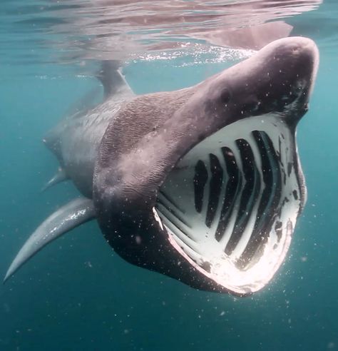 BASKING SHARK.The Basking Shark is the second largest fish in our oceans - the Whale Shark being the biggest. Despite their size, Basking Sharks actually feed on plankton which they filter out of the water, swimming slowly back and forth with their enormous mouths wide open. They are most commonly seen in the summer, when they gather in British waters. Found all around our coasts, but most frequently sited around the south-west of England, Wales, Isle of Man and west coast of Scotland Frilled Shark, Basking Shark, Shark Mouth, Shark Fishing, Whale Shark, Ocean Creatures, In The Ocean, Sealife, Ocean Life