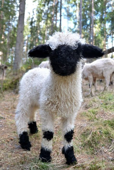 Blacknose Sheep, Valais Blacknose, Valais Blacknose Sheep, Cute Critters, Animal Pics, Amazing Animals, Animal Love, On The Farm, Beautiful Animals