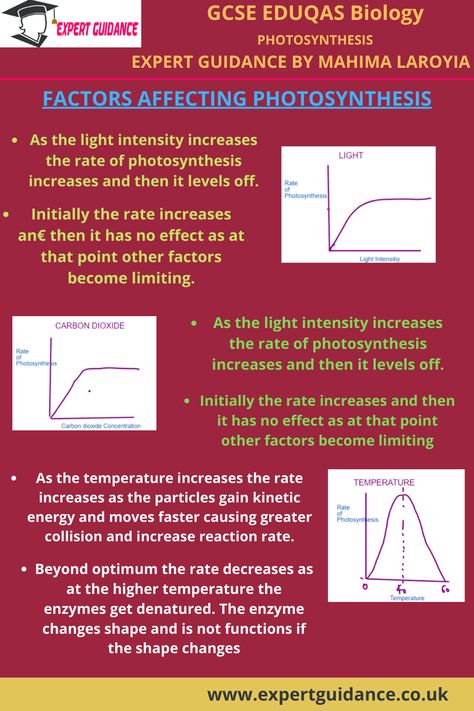 Photosynthesis Photosynthesis Factors affecting photosynthesis How plants use glucose Greenhouses Photosynthesis Notes Aesthetic, Photosynthesis Notes, Screening Plants, Gcse Biology, Biology Revision, Plants Aesthetic, Notes Aesthetic, Revision Notes, Point Light