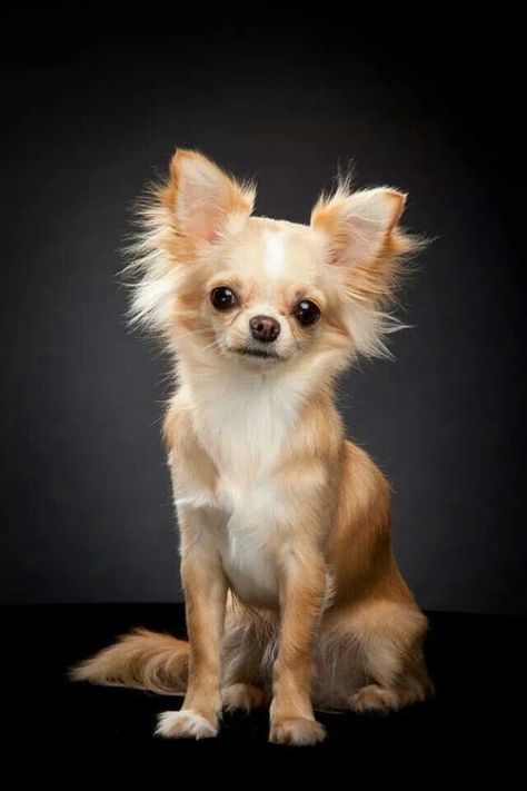 Chihauhau Aesthetic Girl Names, Dogs Luxury, Pictures Of Chihuahuas, Chihuahua Training, Female Dog Names, Adorable Pictures, Chihuahua Puppy, Chihuahua Lover, Cute Chihuahua