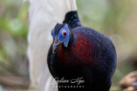 https://flic.kr/p/2nN3eYC | Bulwer's Pheasant 鳞背鹇 Lophura bulweri | Trusmadi Bulwer's Pheasant, Guinea Fowl, Partridge, Pheasant, New World, Flight