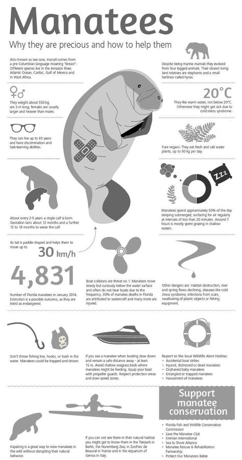 Manatee Facts, Ocean Facts, Oceanography Marine Biology, Animal Infographic, Sea Cow, Animal Conservation, Manatees, Marine Biologist, Animal Science