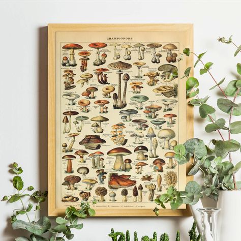 Botanical Mushroom, Adolphe Millot, Fungi Art, Mushroom Poster, Food Wall Art, Glam Bedroom, Vintage Flower Prints, Vintage Mushroom, Vintage Botanical Prints