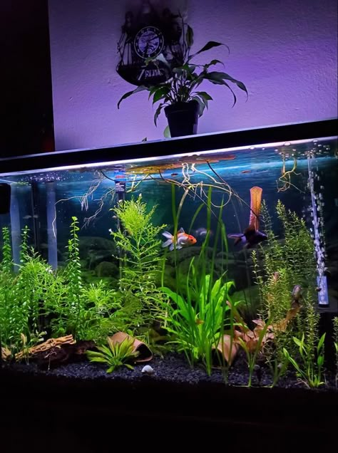 Betta Fish Tank Ideas For Office, Fish Tank Ideas Goldfish, Pet Fish Aesthetic Tank, Planted Goldfish Tank, Goldfish Tank Aesthetic, Large Fish Tank Ideas, 55 Gallon Fish Tank Ideas, 10 Gallon Fish Tank Ideas, Fancy Goldfish Tank