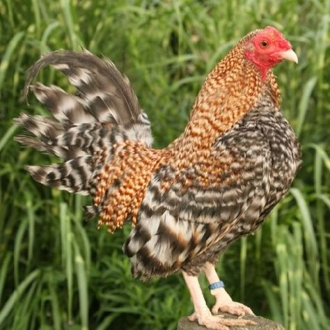 Bantam Chicken Breeds, Poultry Breeds, Bantam Chickens, Game Fowl, Day Old Chicks, Backyard Flocks, English Games, Crazy Stuff, Chickens And Roosters