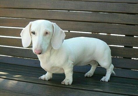 10 Rarest Dachshund Colors in the World | Rarest.org Dachshund Colors, Dachshund Breed, Dachshund Funny, Cele Mai Drăguțe Animale, Dachshund Puppy Miniature, Albino Animals, Dapple Dachshund, Funny Dachshund, Weenie Dogs